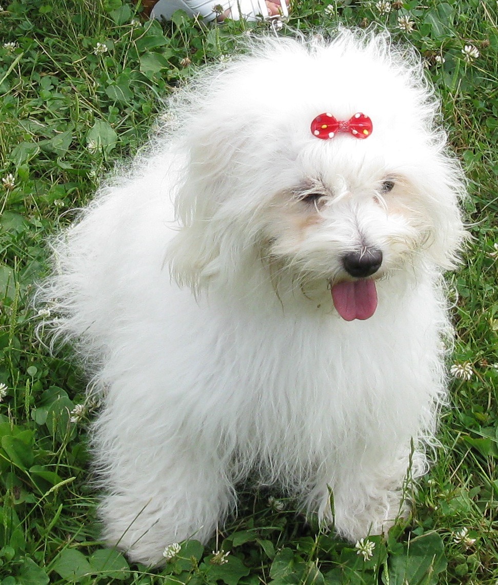 Од ис. Одис порода собак. Украинская порода собак Одис. Одесская идеальная собака. Одис порода собак фото.