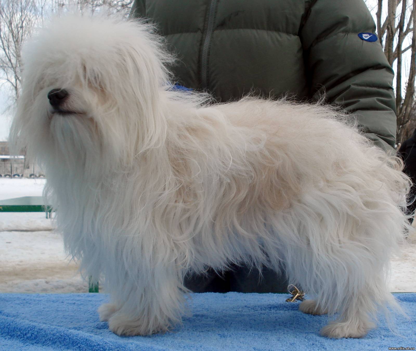 Од ис. Одис порода собак. Украинская порода собак Одис. Одесская собака Одис. Одесская идеальная собака.