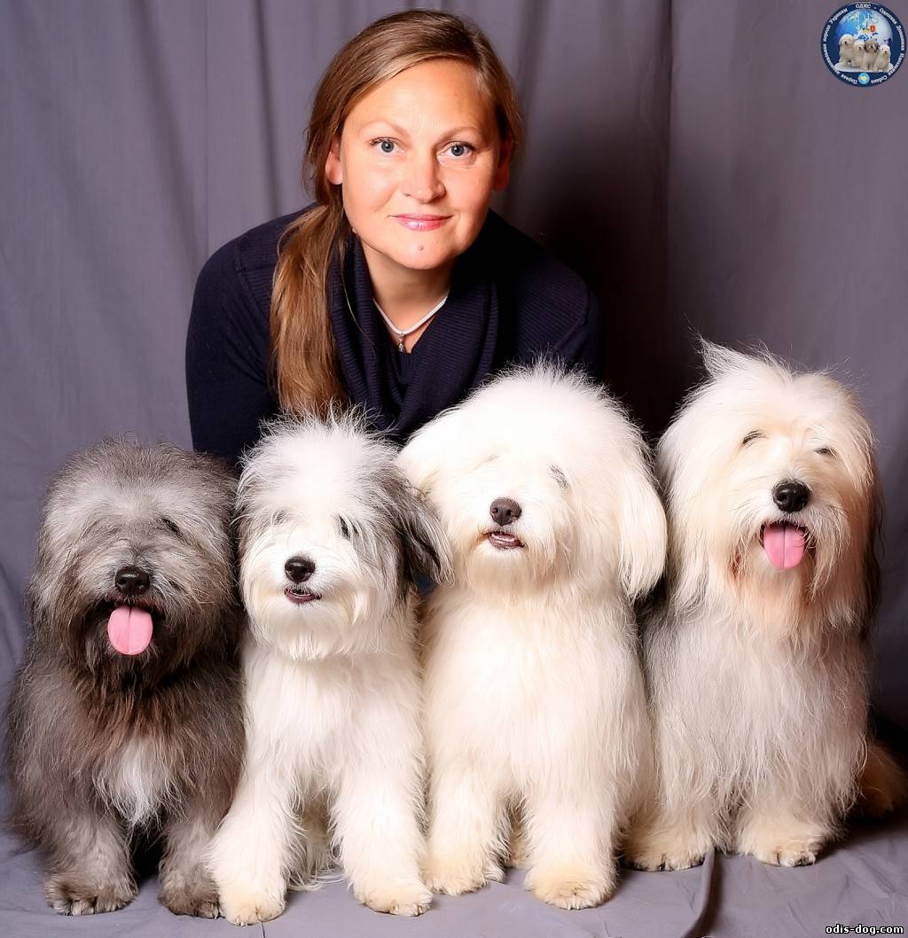 Од ис. Одис порода. Украинская порода собак Одис. Одис щенок. Порода собак Одесская идеальная.