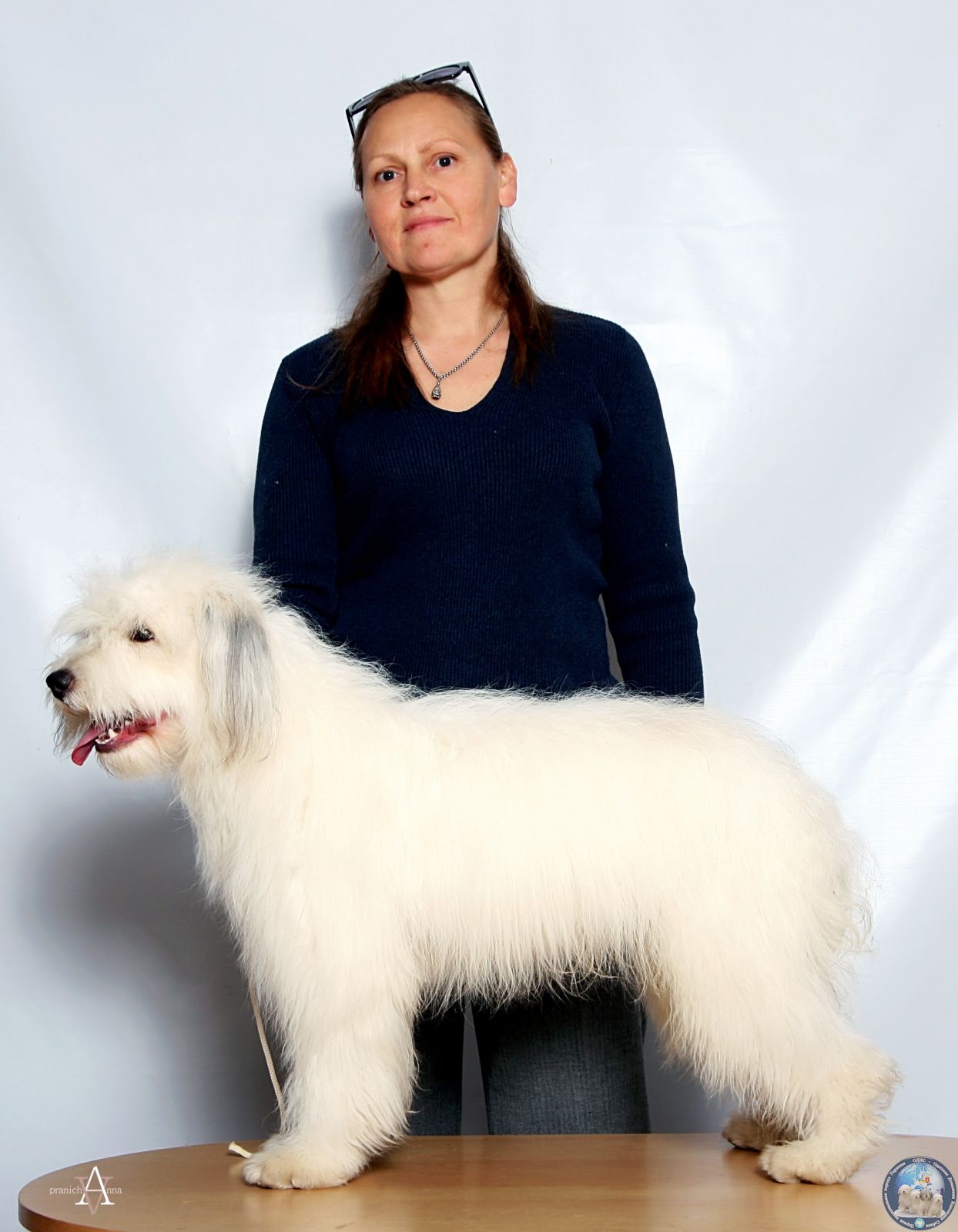 Од ис. Одис порода собак. Украинская порода собак Одис. Одис собака стрижка. Одис Йошкар-Ола.