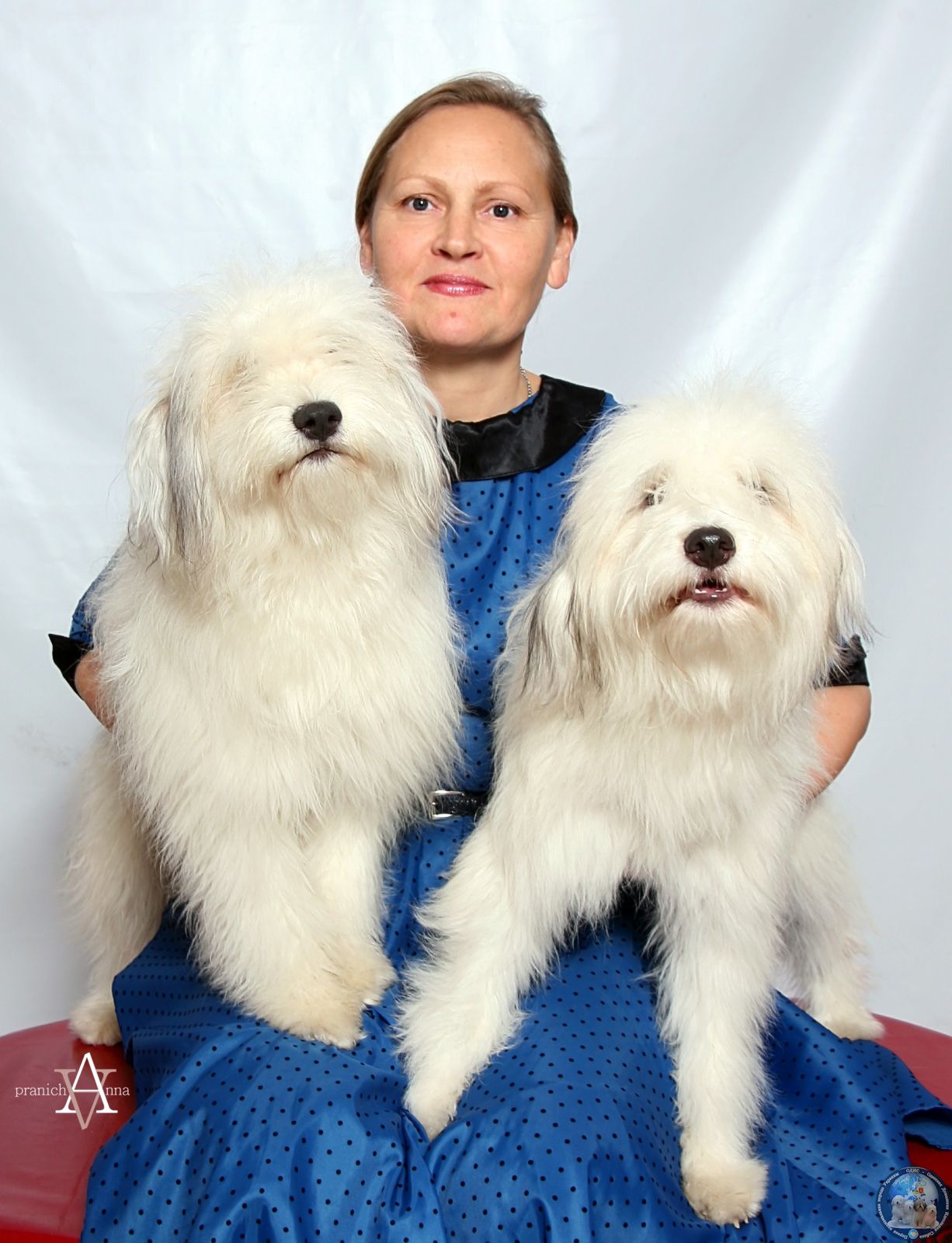 Од ис. Одис порода собак. Украинская порода собак Одис. Одис фото. Одис порода собак фото.