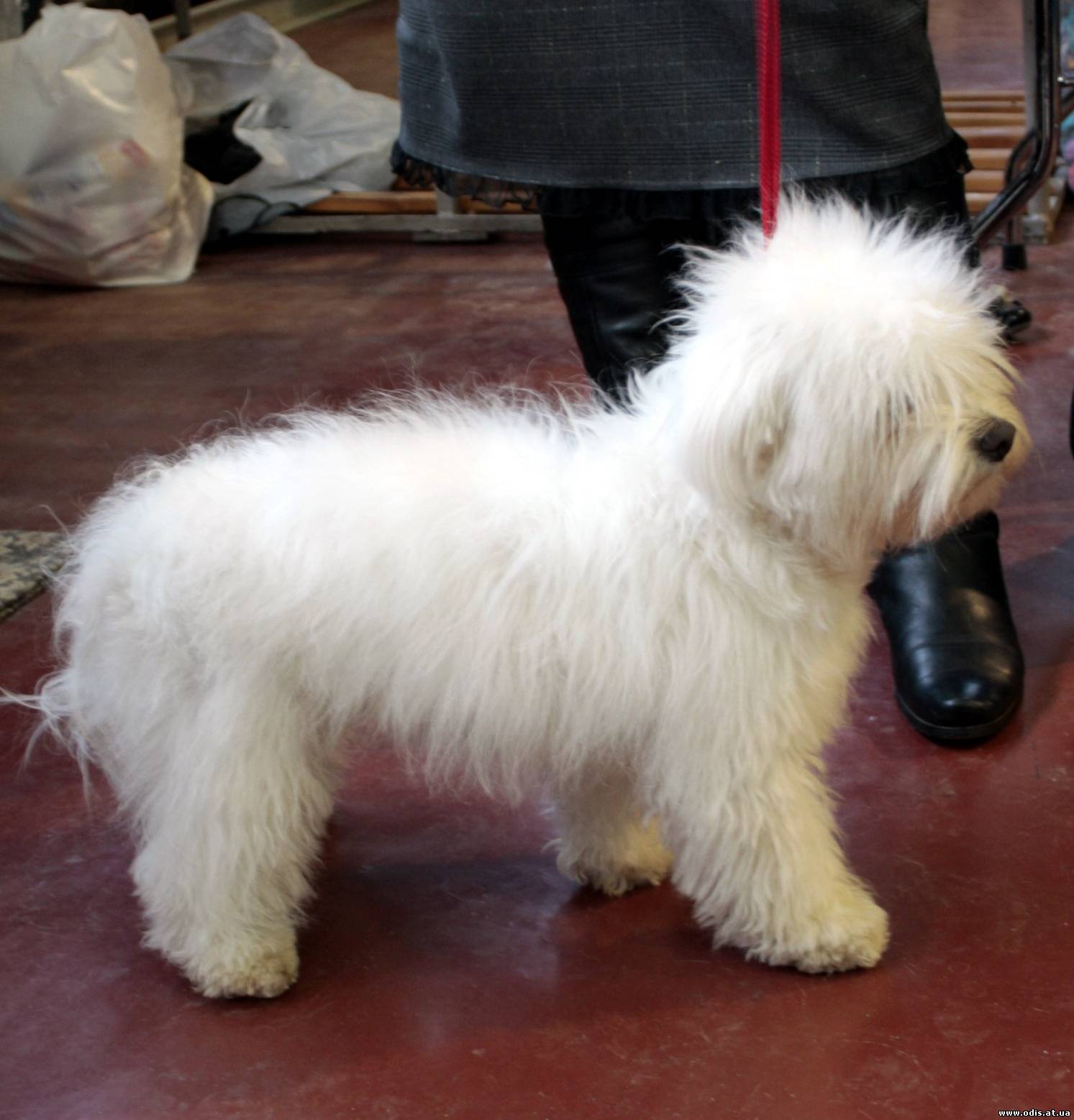 Од ис. Одис порода. Одесская собака. Порода Одесская собачка. Одис порода собак фото.